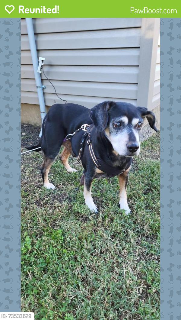 Reunited Male Dog last seen Blackburn Avenue and Clinton in alley, Ashland, KY 41102