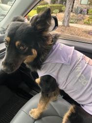 Lost Female Dog last seen San Gabriel Blvd & Marshall Street, San Gabriel, CA 91776