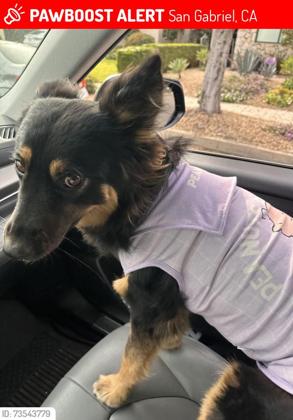 Lost Female Dog last seen San Gabriel Blvd & Marshall Street, San Gabriel, CA 91776