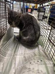 Shelter Stray Female Cat last seen , 1850 W 60th St, Los Angeles, CA 90047, USA