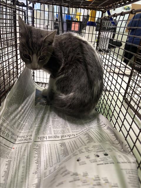 Shelter Stray Female Cat last seen , 1850 W 60th St, Los Angeles, CA 90047, USA