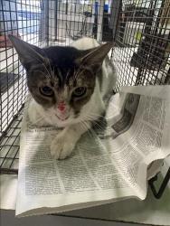 Shelter Stray Female Cat last seen , 1850 W 60th St, Los Angeles, CA 90047, USA