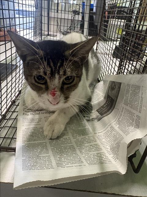 Shelter Stray Female Cat last seen , 1850 W 60th St, Los Angeles, CA 90047, USA