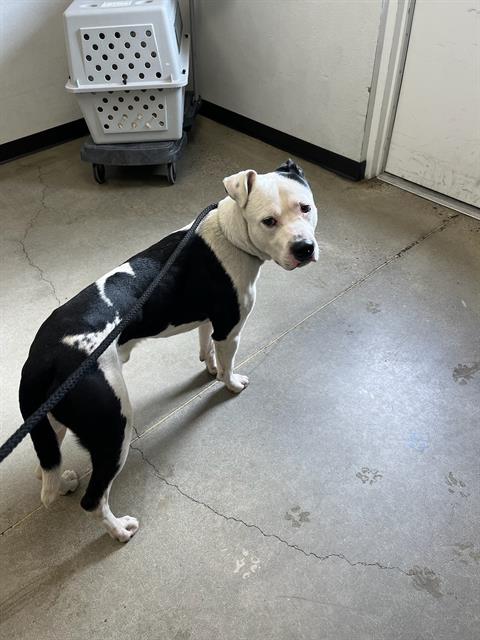 Shelter Stray Male Dog last seen Near BLOCK N ECHO AVE FRESNO CA, 5277 E Airways Blvd, Fresno, CA 93727, USA
