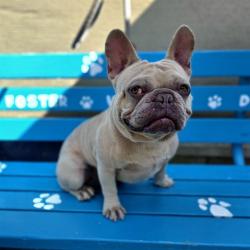 Shelter Stray Male Dog last seen Near BLOCK BLCK BOS ST, CERRITOS, CA 90703, Cerritos, CA 90703, USA