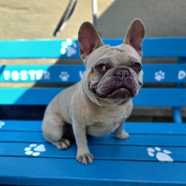 Shelter Stray Male Dog last seen Near BLOCK BLCK BOS ST, CERRITOS, CA 90703, Cerritos, CA 90703, USA