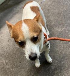 Shelter Stray Male Dog last seen NATOMAS PARK DR & CAPITAL PARK DR, 2127 Front St, Sacramento, CA 95818, USA