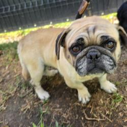 Shelter Stray Female Dog last seen Near BLK GALE AVE, LONG BEACH, CA 90810, 7700 E Spring St, Long Beach, CA 90815, USA