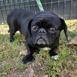Shelter Stray Female Dog last seen Near BLK GALE AVE, LONG BEACH, CA 90810, 7700 E Spring St, Long Beach, CA 90815, USA