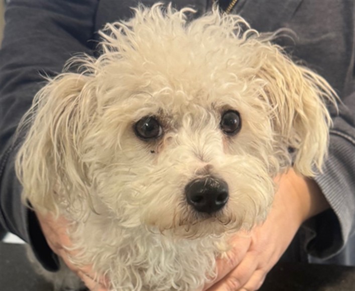 Shelter Stray Male Dog last seen , 14409 Vanowen St, Van Nuys, CA 91405, USA