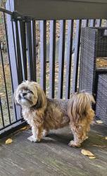 Reunited Female Dog last seen Yale St, Waterbury, CT 06704, USA, Waterbury, CT 06704