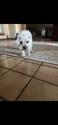 Reunited Male Dog last seen Near Apache Dr, Edmond, OK 73013, USA, Edmond, OK 73013