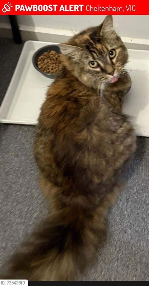 Lost Female Cat last seen Dfo Moorabbin, Cheltenham, VIC 3192