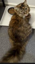 Lost Female Cat last seen Dfo Moorabbin, Cheltenham, VIC 3192