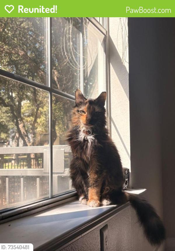 Reunited Female Cat last seen At Ellwood At Lake Travis, Austin, TX 78726