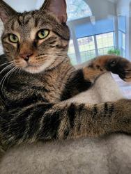 Lost Male Cat last seen Bishop and Aberdeen, Highland Heights, OH 44143