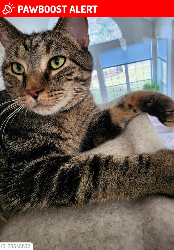 Lost Male Cat last seen Bishop and Aberdeen, Highland Heights, OH 44143