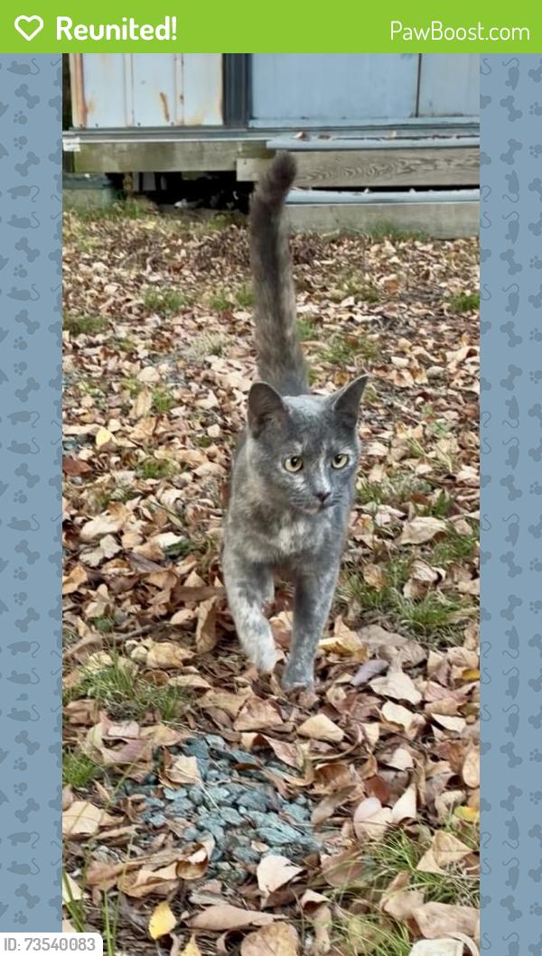 Reunited Unknown Cat last seen Behind Lanza’s coffee, Carrboro, NC 27510