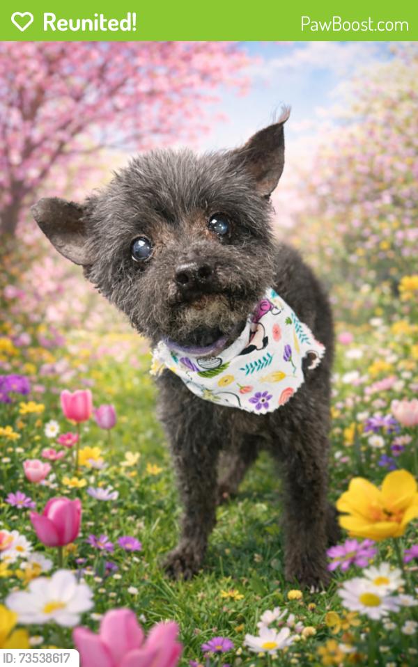 Reunited Female Dog last seen Cherryville Walmart and heritage community, Crouse, NC 28033