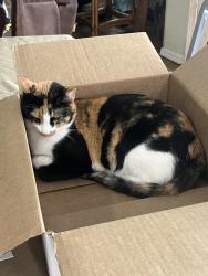 Reunited Female Cat last seen 129th and 71st, Broken Arrow, OK 74012