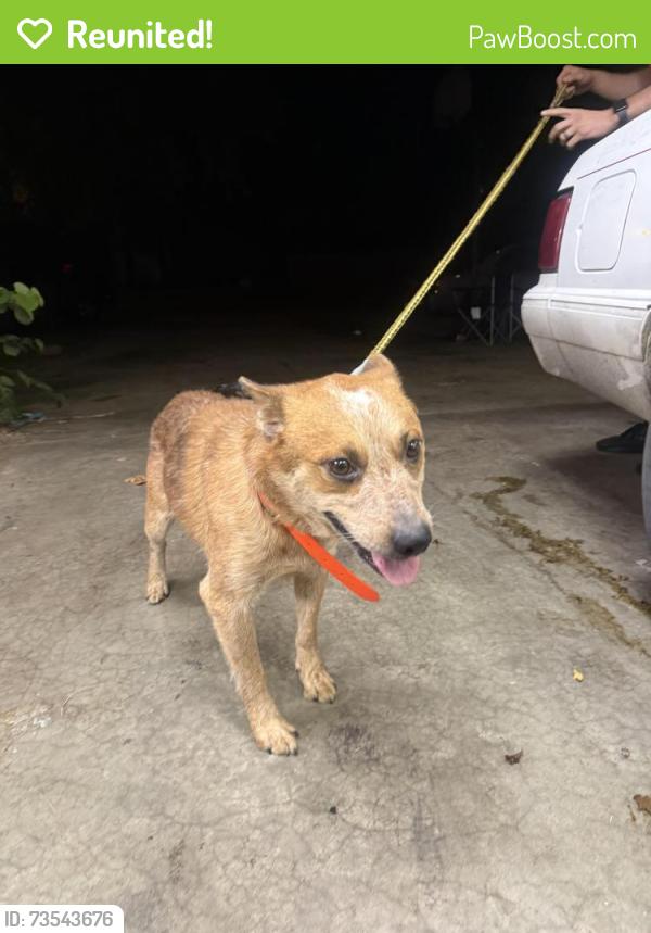 Reunited Male Dog last seen 101st and county Lynn, Broken Arrow, OK 74014