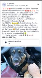 Lost Female Dog last seen San Gabriel Blvd, San Gabriel, CA 91776