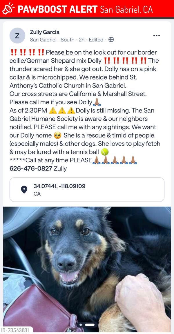 Lost Female Dog last seen San Gabriel Blvd, San Gabriel, CA 91776
