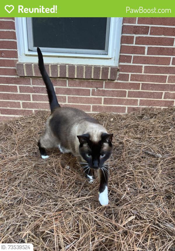 Reunited Male Cat last seen Beaver Creek, Smyrna, GA 30080