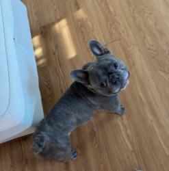 Lost Male Dog last seen Mount hood and e carey ave, Las Vegas, NV 89156