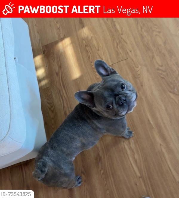 Lost Male Dog last seen Mount hood and e carey ave, Las Vegas, NV 89156