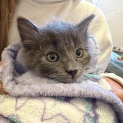 Shelter Stray Female Cat last seen , , CA, 1101 29th Ave, Oakland, CA 94601, USA