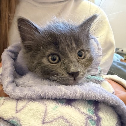 Shelter Stray Female Cat last seen , , CA, 1101 29th Ave, Oakland, CA 94601, USA