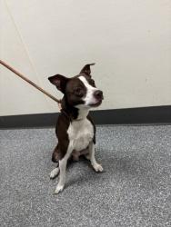 Shelter Stray Male Dog last seen Near herriott ave, Oakland, CA, 1101 29th Ave, Oakland, CA 94601, USA