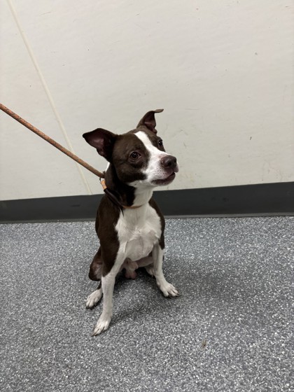Shelter Stray Male Dog last seen Near herriott ave, Oakland, CA, 1101 29th Ave, Oakland, CA 94601, USA