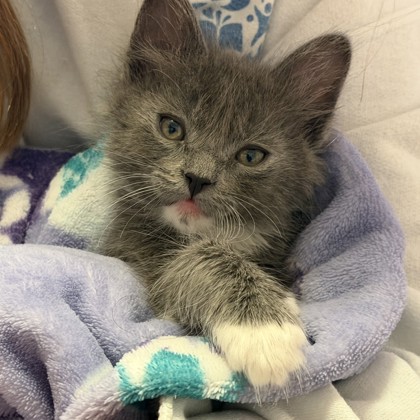 Shelter Stray Female Cat last seen , , CA, 1101 29th Ave, Oakland, CA 94601, USA