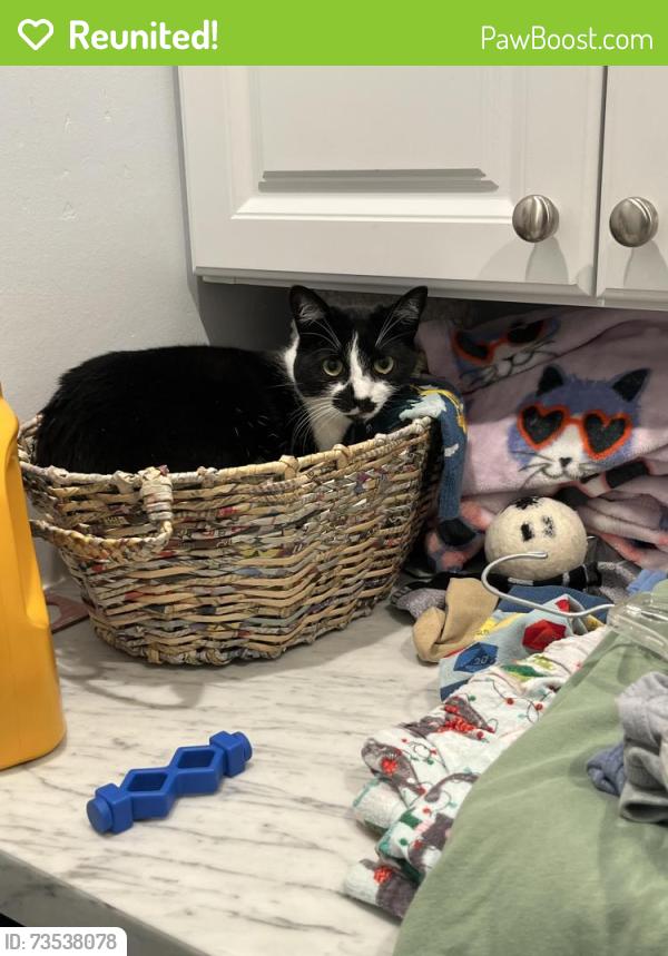 Reunited Female Cat last seen Chelsea between Sea Ridge Dr and Midway St, San Diego, CA 92037