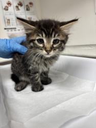 Shelter Stray Male Cat last seen Near 52nd ave, Oakland, CA, 1101 29th Ave, Oakland, CA 94601, USA