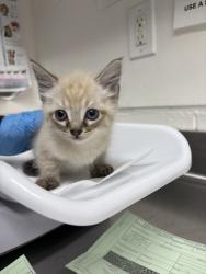 Shelter Stray Female Cat last seen Near 52nd ave, Oakland, CA, 1101 29th Ave, Oakland, CA 94601, USA