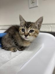 Shelter Stray Female Cat last seen Near 52nd ave, Oakland, CA, 1101 29th Ave, Oakland, CA 94601, USA