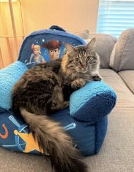 Reunited Male Cat last seen E.E. Williamson, Longwood, FL 32750