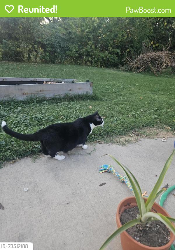 Reunited Male Cat last seen St. Joseph Avenue & Main Street, O'Fallon, MO 63366