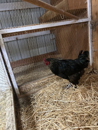 Shelter Stray Male Fowl last seen Near Block Newark Ave, F1 Douglas County, WA, 1474 S Wenatchee Ave, Wenatchee, WA 98801, USA