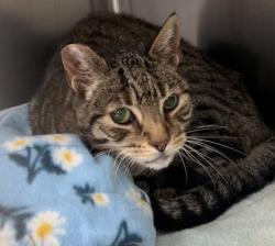 Shelter Stray Male Cat last seen Galleria and Reserve Dr., Roseville City, CA, 200 Tahoe Ave, Roseville, CA 95678, USA