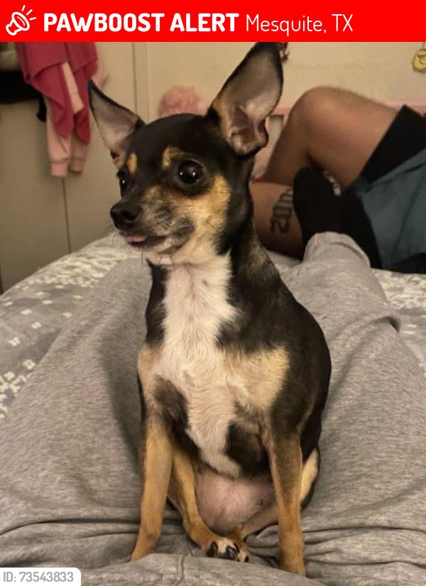 Lost Female Dog last seen Brockden dr and lee st, Mesquite, TX 75149
