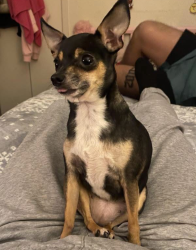 Lost Female Dog last seen Brockden dr and lee st, Mesquite, TX 75149