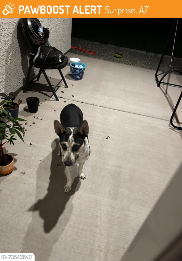 Found/Stray Female Dog last seen W potter drive surprise AZ, Surprise, AZ 85387