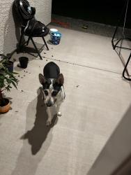 Found/Stray Female Dog last seen W potter drive surprise AZ, Surprise, AZ 85387