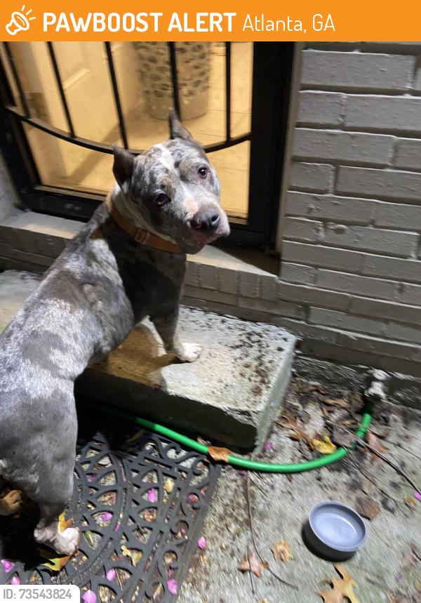 Found/Stray Female Dog last seen Flintwood, Atlanta, GA 30316