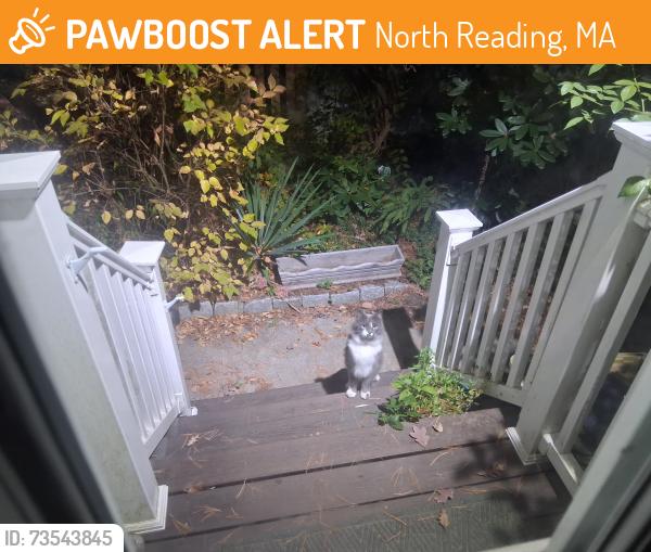 Found/Stray Female Cat last seen Old Andover Road, North Reading, MA 01864