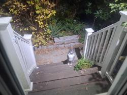 Found/Stray Female Cat last seen Old Andover Road, North Reading, MA 01864